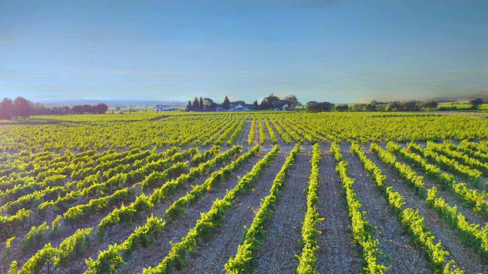 vignoble-chateauneuf-du-Pape
